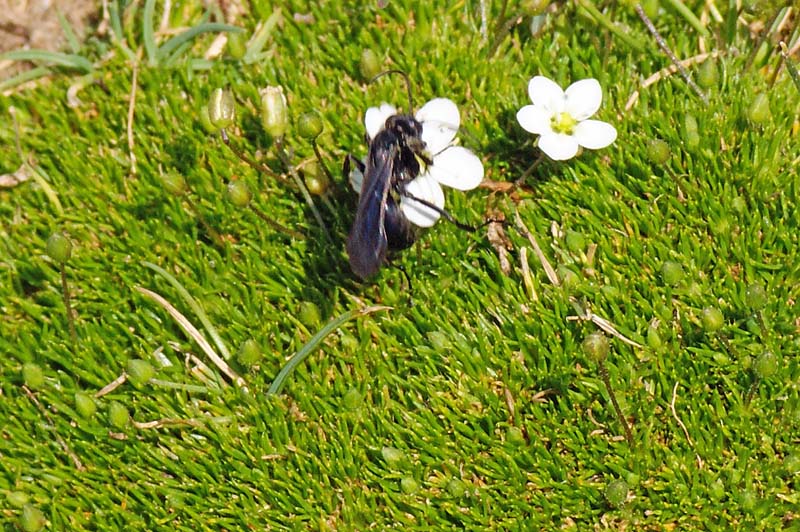 Insetto nero (Pompilidae)